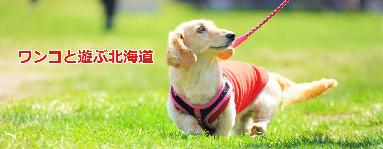 愛犬を長寿にするサプリメント「Ta-Ta(タータ)初回９８０円お試し」を使ってみた（レビュー紹介）